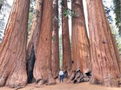 Sequoia 1.png