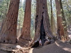 Sequoia brulé_National_Park.jpg