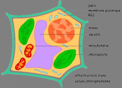 Schematiser Le Fonctionnement Dune Cellule Vegetale Nde Exercice Images