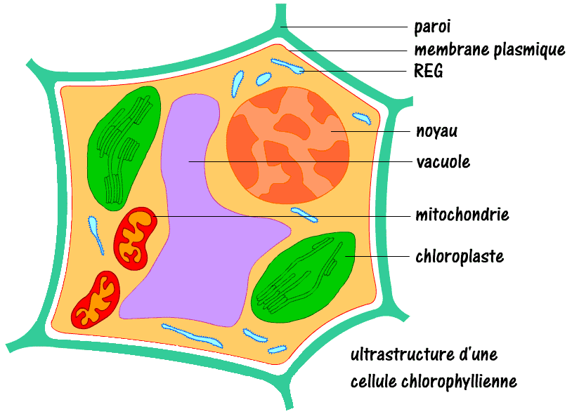 Sch Ma De La Cellule V G Tale D Clic Svt Hot Sex Picture