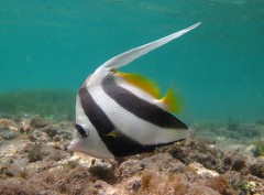 E_poisson_cocher.jpg