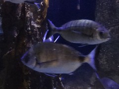 IMG_0074.JPG