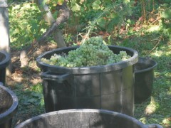 vignes1.JPG