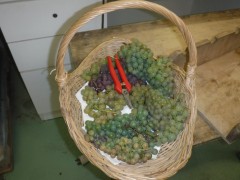 vignes4.JPG