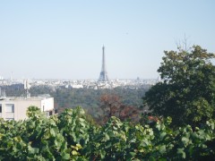 vignes5.JPG