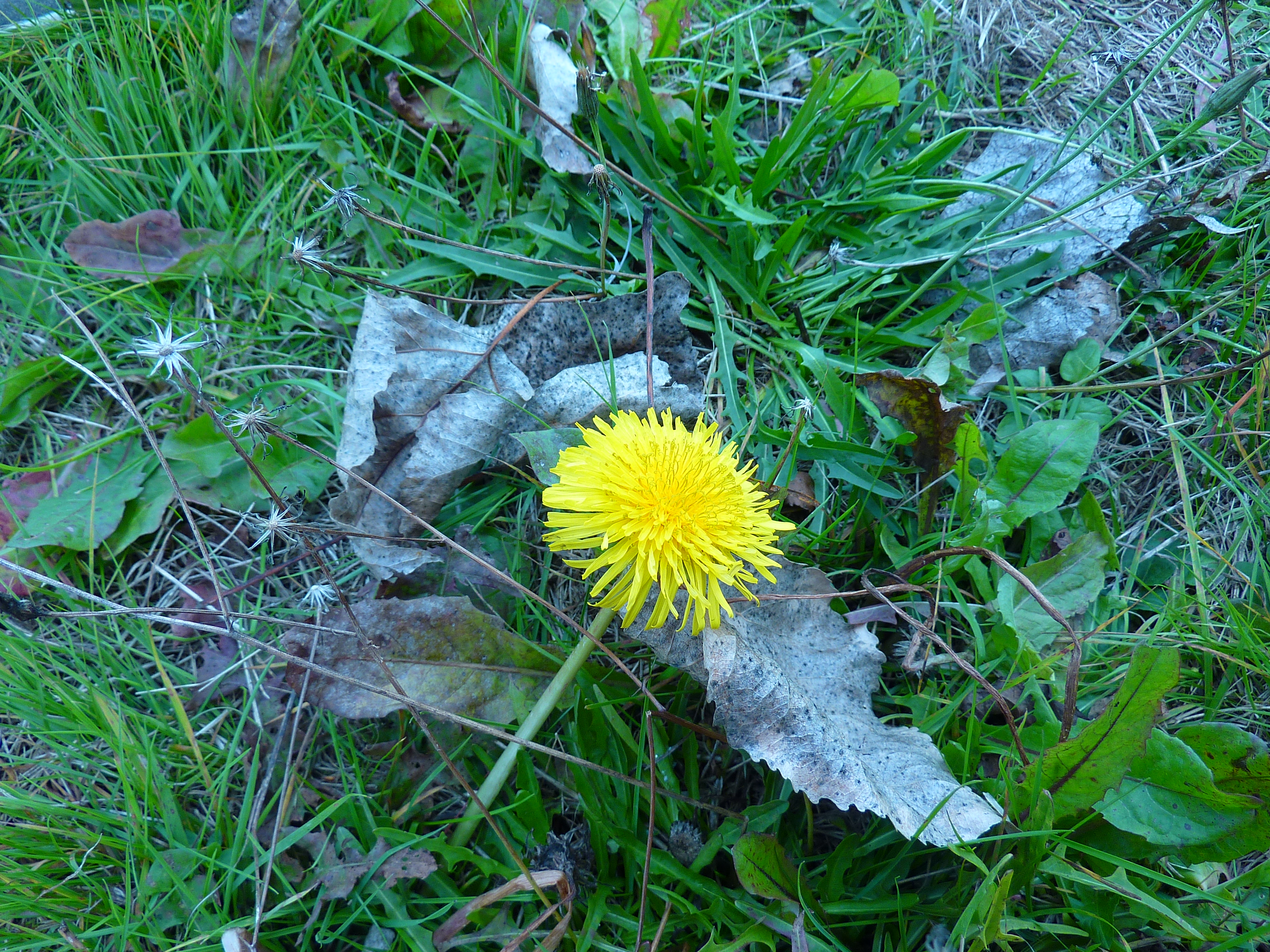 P1000873.JPG