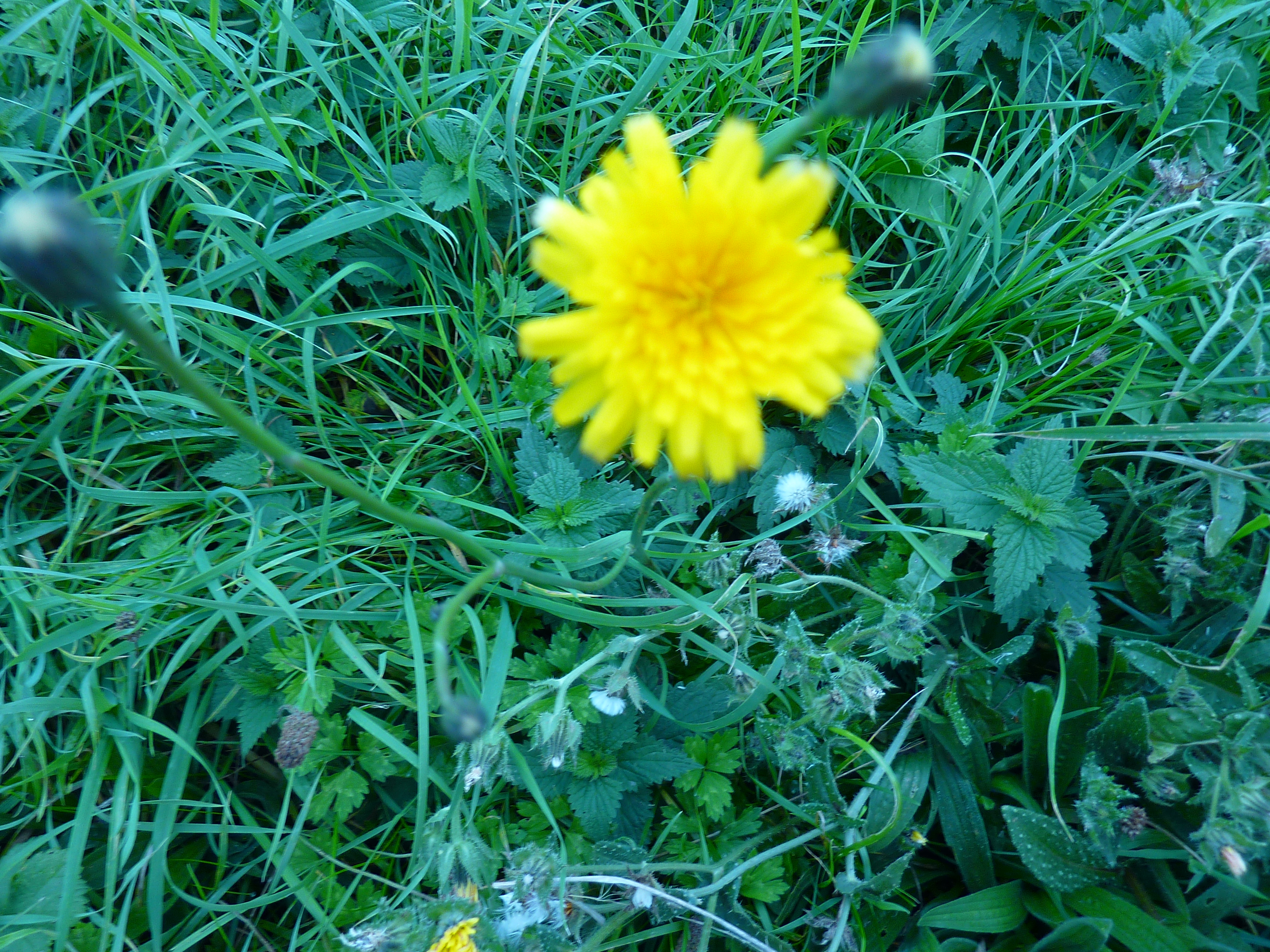 P1000880.JPG