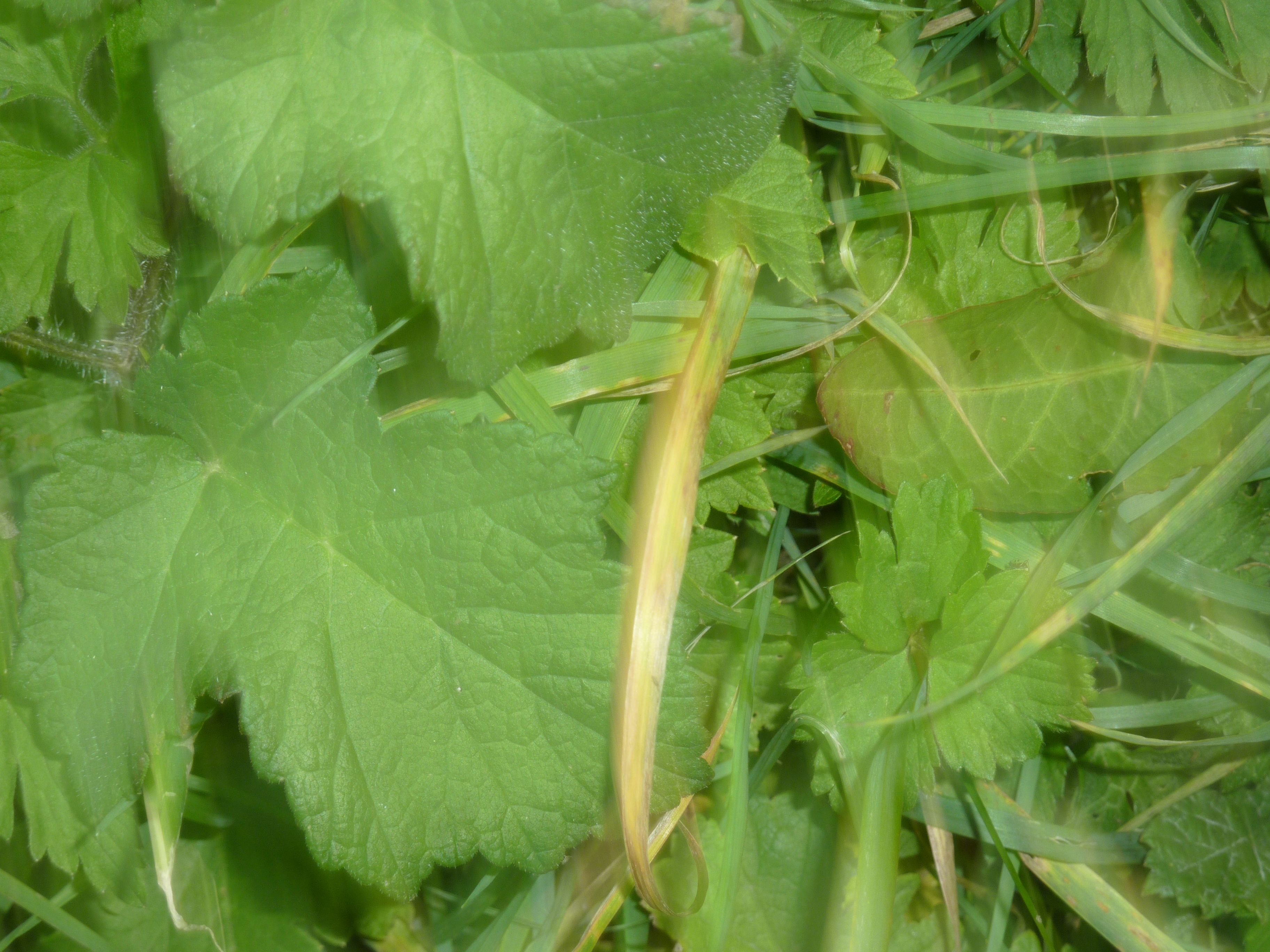 P1000889.JPG