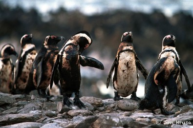 environnement-pollution-7-pingouin-petrole.jpg