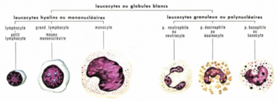 leucocytes.png