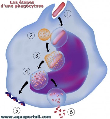 phagocyte.jpg