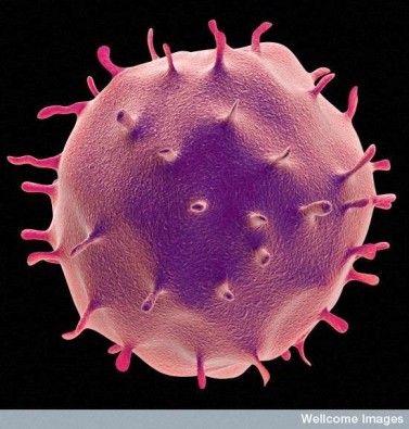 plasmocyte.jpg