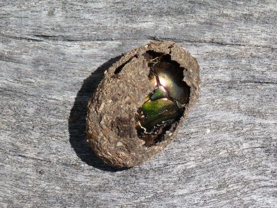 cetoine-emergeant-de-son-cocon.jpg, oct. 2011