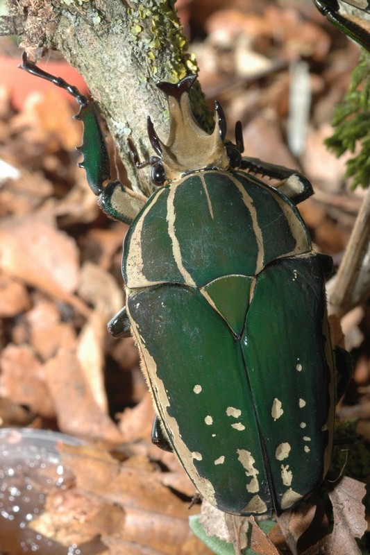 polyphemus-male.jpg, avr. 2012 polyphemus-male.jpg