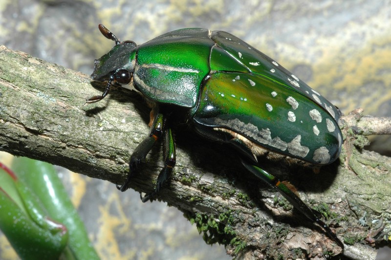 polyphemus_female_1.jpg, avr. 2012 polyphemus_female_1.jpg