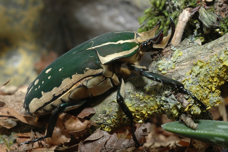 polyphemus_male_2.jpg, avr. 2012 polyphemus_male_2.jpg