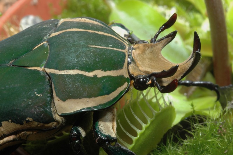 polyphemus_male_3.jpg, avr. 2012 polyphemus_male_3.jpg