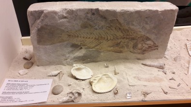 fossile.jpg