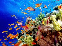 fLogsFERTmuoLD1VRxFA_great-barrier-reef-holiday-reef-fish1.jpg