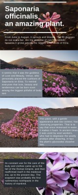 infographie carmela plant 2.jpg