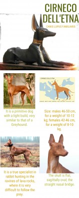 infographie carmella animals.jpg
