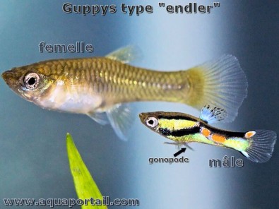 couple-male-femelle-guppy-endler.jpg