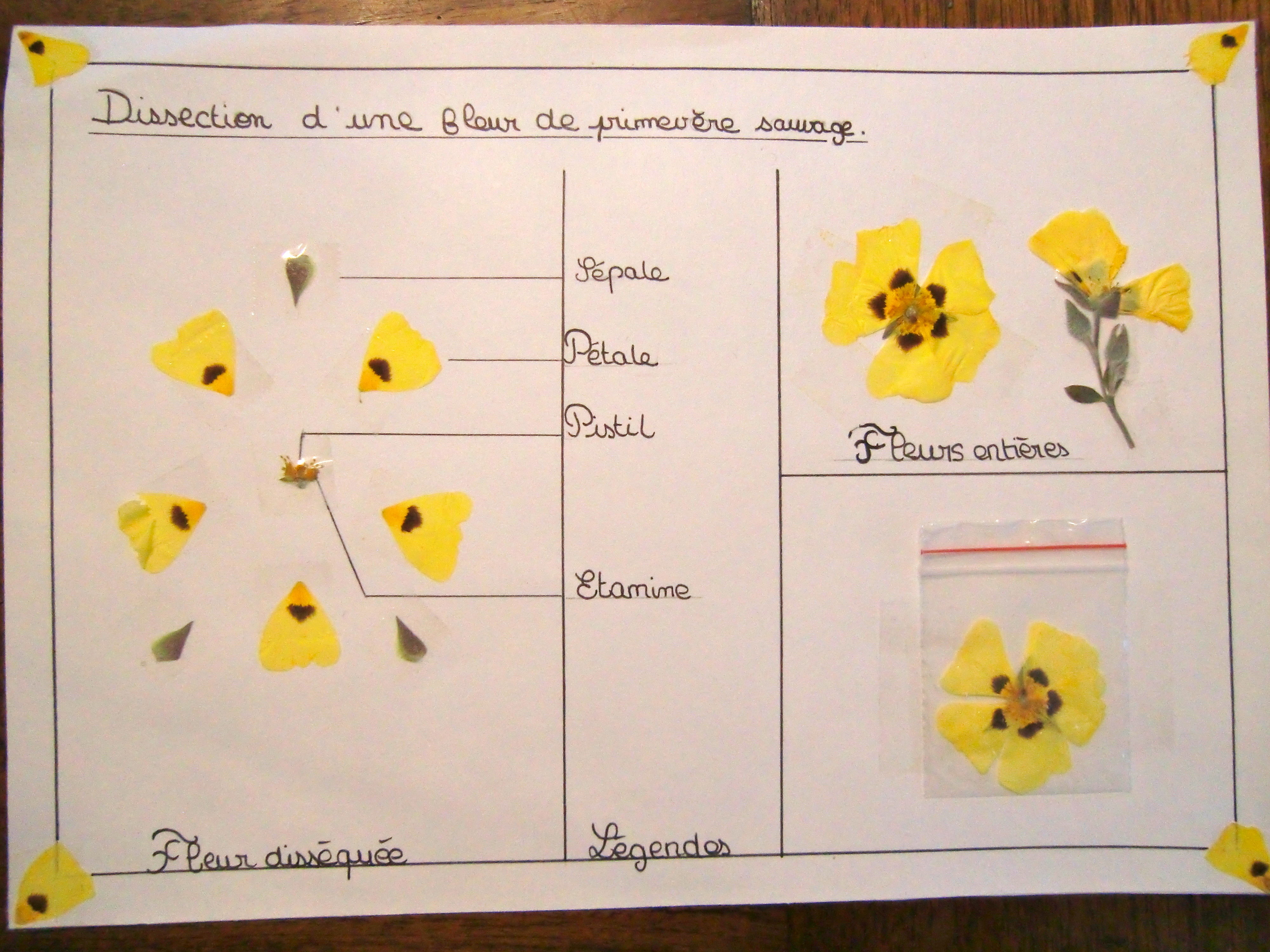 A VOIR: Les Dissections De Fleur Des 6èmes En Image - Sciences Nat'