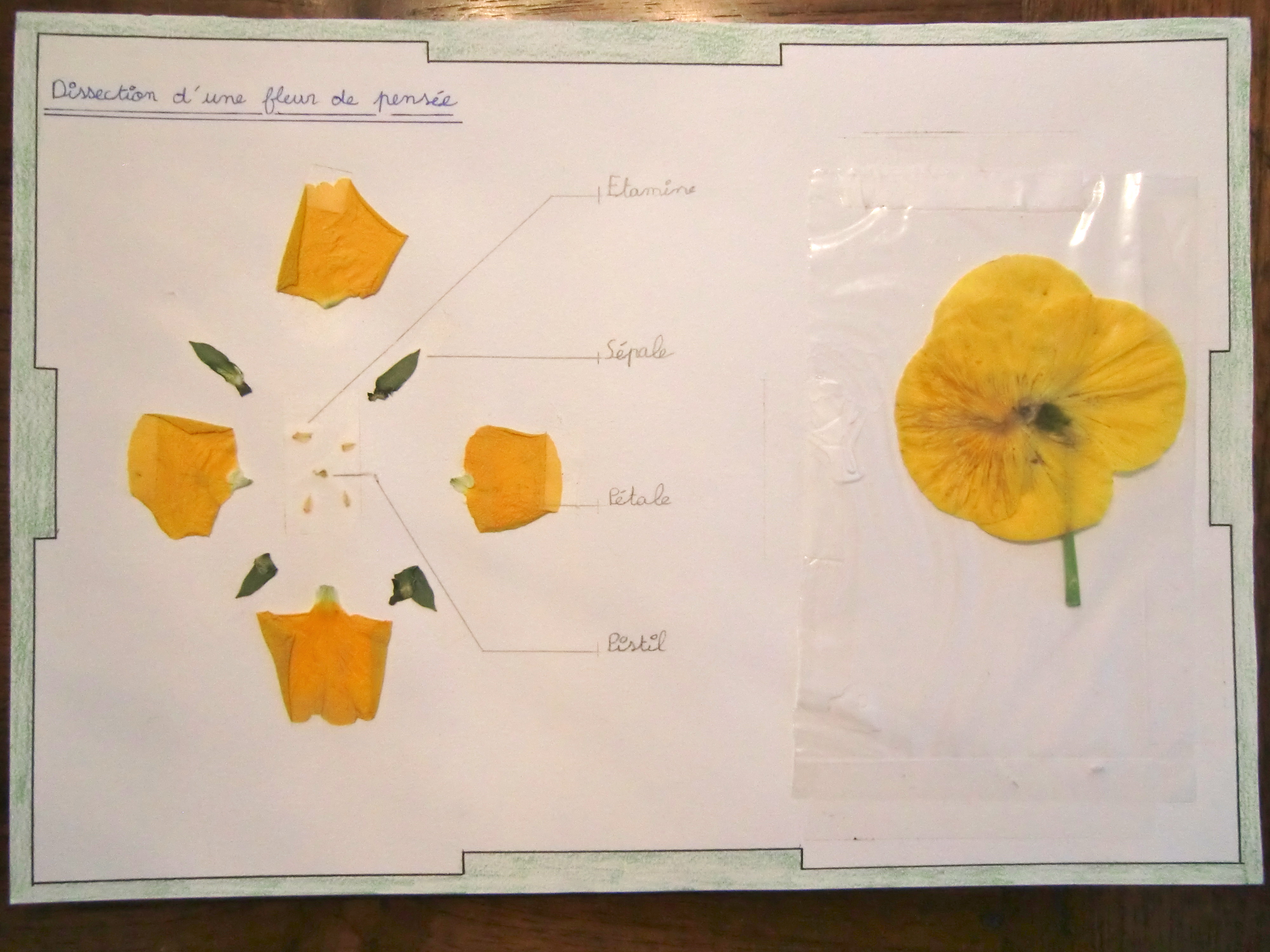 A VOIR: Les Dissections De Fleur Des 6èmes En Image - Sciences Nat'