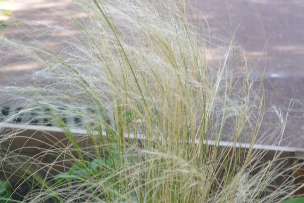 Les cheveux d'ange - notre jardin