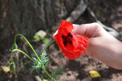 coquelicot2.JPG