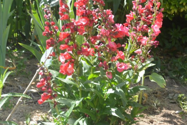 penstemon.JPG