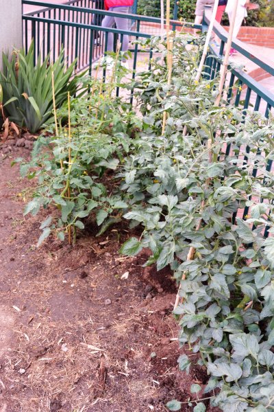 tomates_potager.JPG