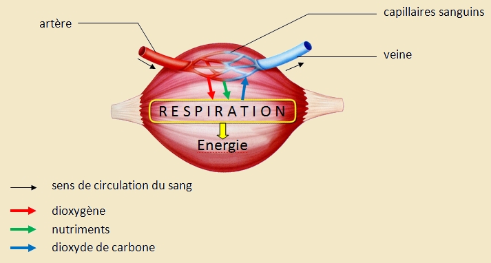 La respiration cellulaire permet la production d’énergie au niveau des cellules.