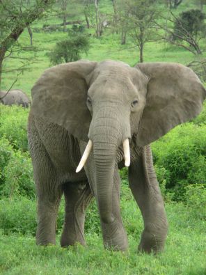 Elephant.jpg, mar. 2012