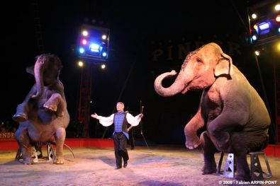 elephants_cirque.jpg, mar. 2012