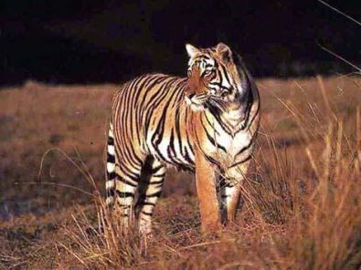 tigre01.jpg, mar. 2012