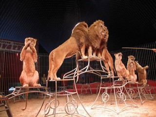 lions_cirque.jpg, mar. 2012