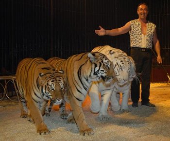 tigres_cirque.jpg, mar. 2012