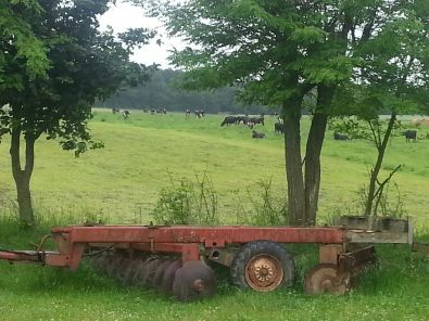 cochons__11_.jpg, juin 2013