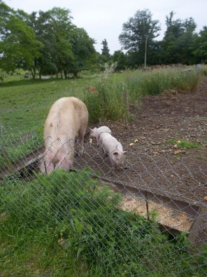 cochons__6_.jpg, juin 2013