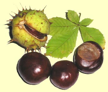 marrons.jpg, oct. 2012