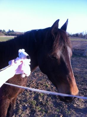 mimi_cheval.jpg, mar. 2014