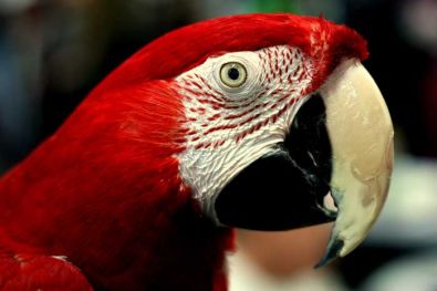 ara-rouge-2.jpg, oct. 2011