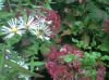 IMG00175_20121005_1755.jpg