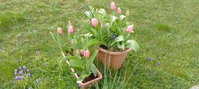 IMG_20260316_105129.jpg