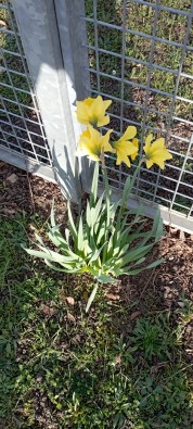 JONQUILLES COUR.jpg