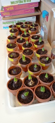 jacinthe avant emballage-min.jpg