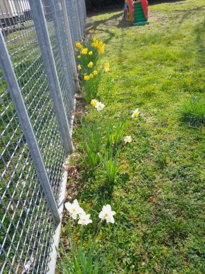 jonquilles cour(1).jpg