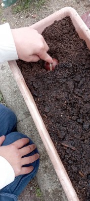 plantation tulipes.jpg