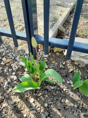 tulipes cour(2).jpg